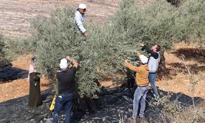Palestinians harvest olives in the West Bank during October. 