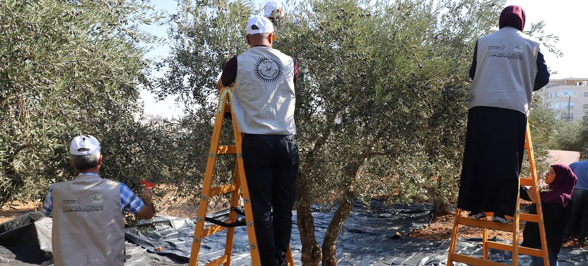 Сезон сбора оливок на Западном берегу, октябрь 2025 года.  