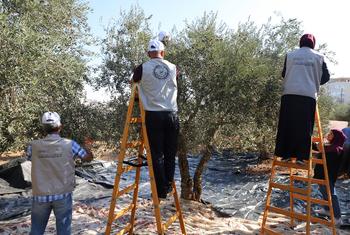 اسی  ہزار تا ایک لاکھ فلسطینی خاندانوں کا بنیادی روزگار زیتون کی فصل سے وابستہ ہے۔