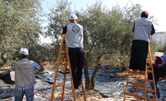 ‘Ominous start’ to West Bank olive harvest amid settler attacks