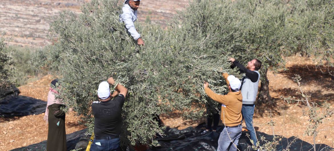Olive harvest season in the Occupied West Bank in Palestine, October 2025.
