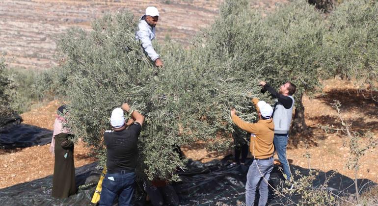 الأمم المتحدة: الاعتداءات على موسم قطف الزيتون تهدف إلى فصل الفلسطينيين عن أرضهم