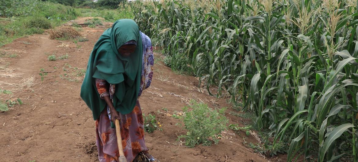 Les communautés rurales agricoles et pastorales sont parmi les plus exposées au risque de famine