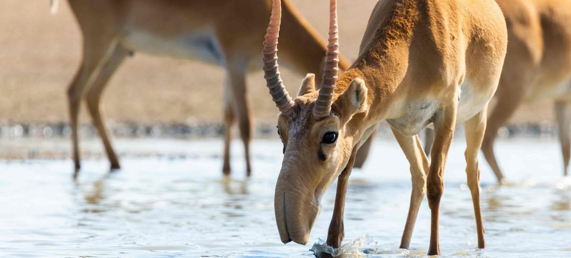 在哈萨克大草原上，被列入红色名录的赛加羚羊数量已突破 250 万大关。