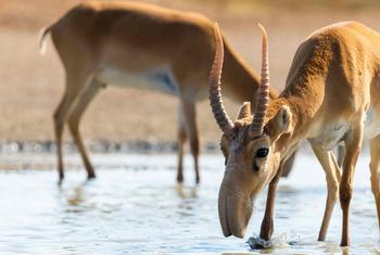 在哈萨克大草原上，被列入红色名录的赛加羚羊数量已突破 250 万大关。
