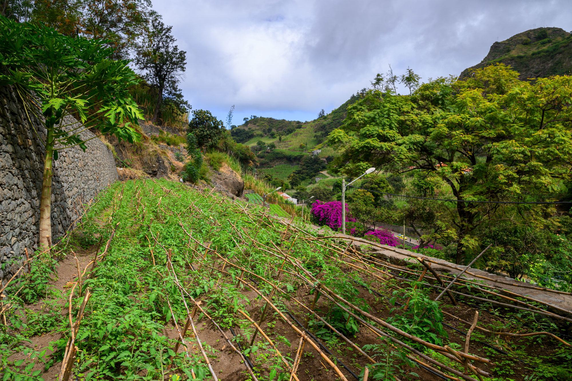 مشروع لمقاومة تغير المناخ لمنظومة الأمم المتحدة في جزيرة سانتو أنتاو الجبلية في الرأس الأخضر.