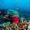 Um coral próspero em Fiji