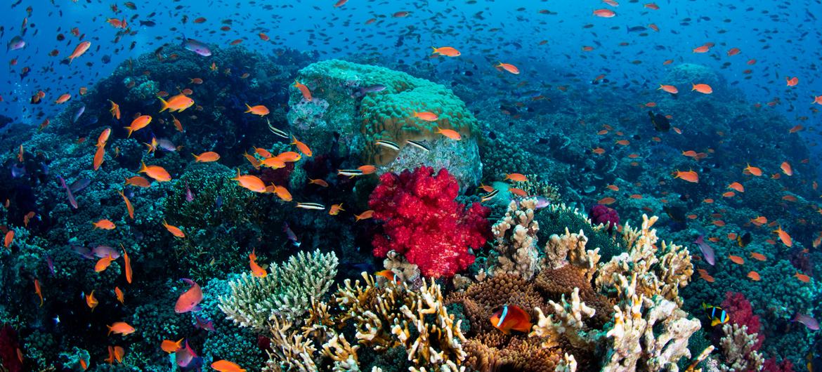Um coral próspero em Fiji Um coral próspero em Fiji