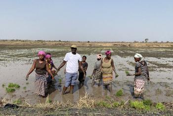 Musa Darbo (white T-shirt), owner of Gambian company Maruo Farms, and workers working in the rice fields.