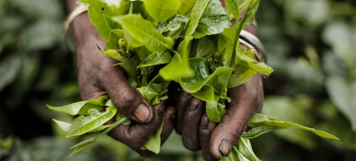 Una trabajadora del té sostiene hojas de té verde recién recolectadas en la plantación de té de Nahartoli, Dibrugarh, Assam, India.