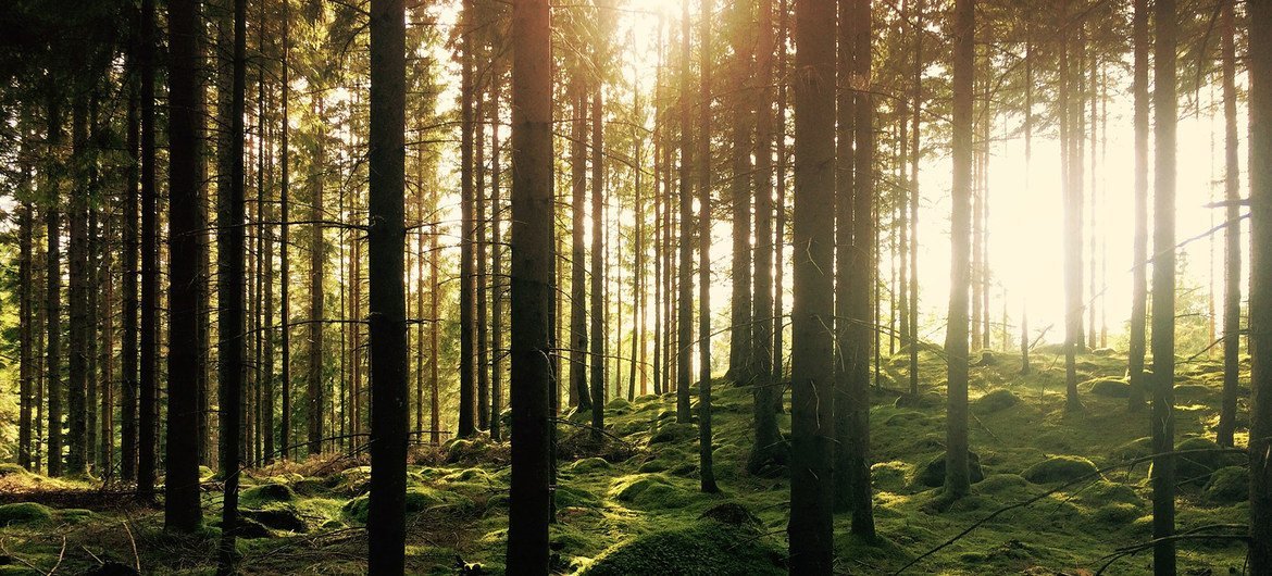 O sol brilha através de uma floresta em Hästhult, Suécia.