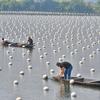 中国浙江省德清县淡水珍珠蚌复合渔业系统。
