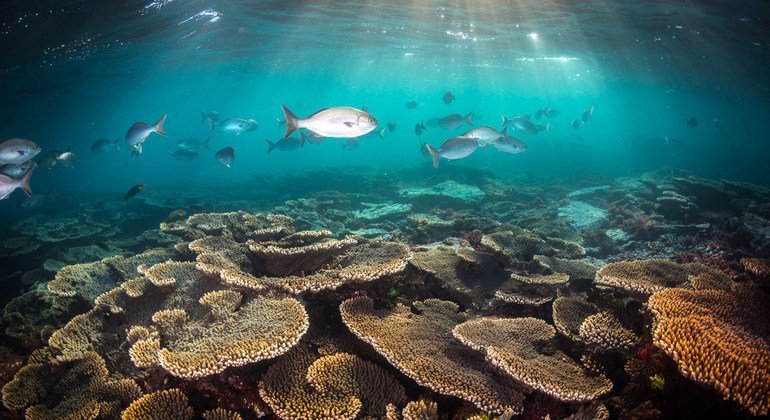 El arrecife de Coral en Australia es el sistema coralífero más grande del mundo.