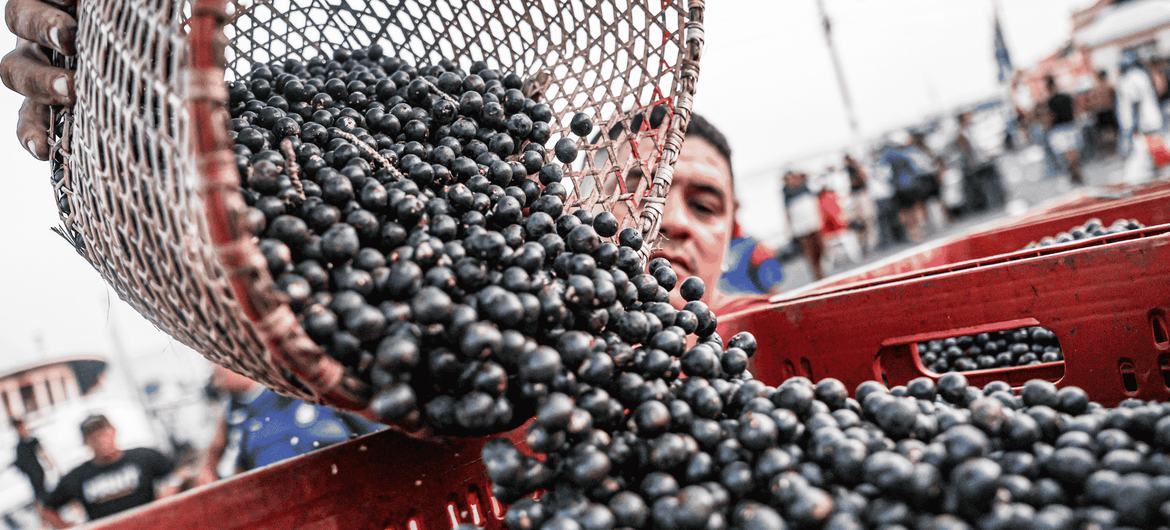 Heures matinales animées au marché d'açaí et de poissons de Ver-o-Peso, considéré comme le plus grand marché en plein air d'Amérique latine, situé à Belém, au Brésil.