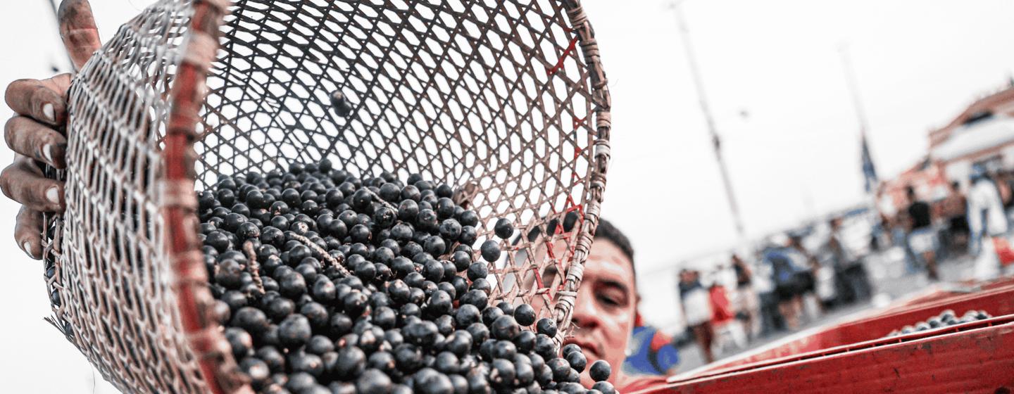 Busy morning hours at the Ver-o-Peso açaí and fish market, considered the largest open-air market in Latin America, located in Belém, Pará.