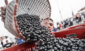 Busy morning hours at the Ver-o-Peso açaí and fish market, considered the largest open-air market in Latin America, located in Belém, Pará.