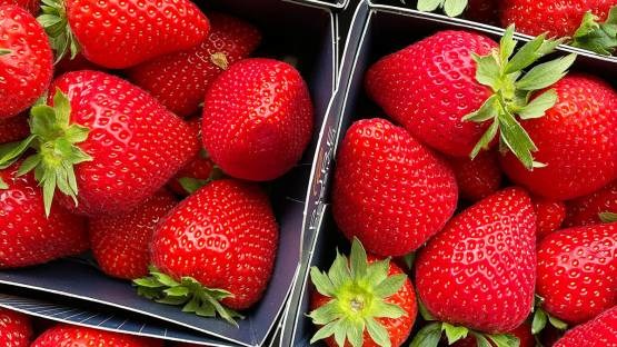 Fresas