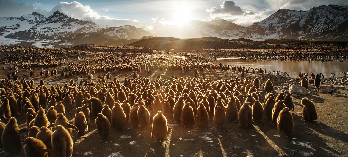 Juvenile king penguins in South Georgia and the South Sandwich Islands.