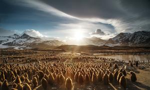 Juvenile king penguins in South Georgia and the South Sandwich Islands.