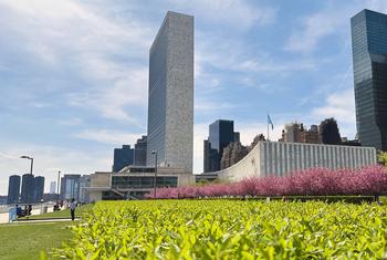 El Edificio de la Secretaría de la Sede de las Naciones Unidas en la ciudad de Nueva York, visto desde un parque con cerezos en flor en primer plano.