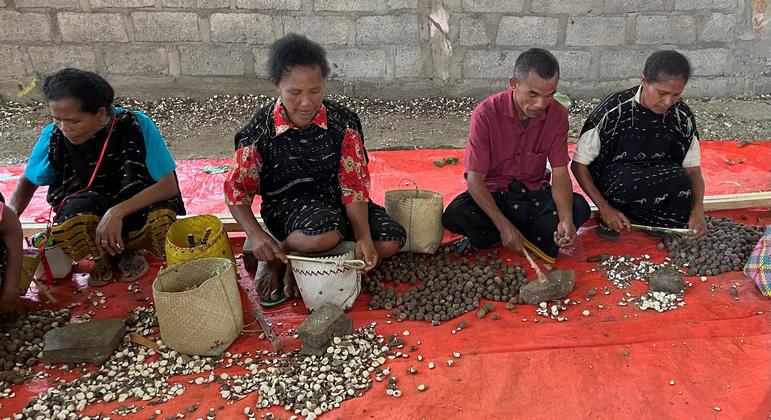 Warga desa di Inegena, Indonesia Timur, mengolah kemiri secara manual.