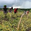 A new chilli plantation in Inegena, Eastern Indonesia, has helped increase the income of farmers by 50 per cent in the last growing season. 