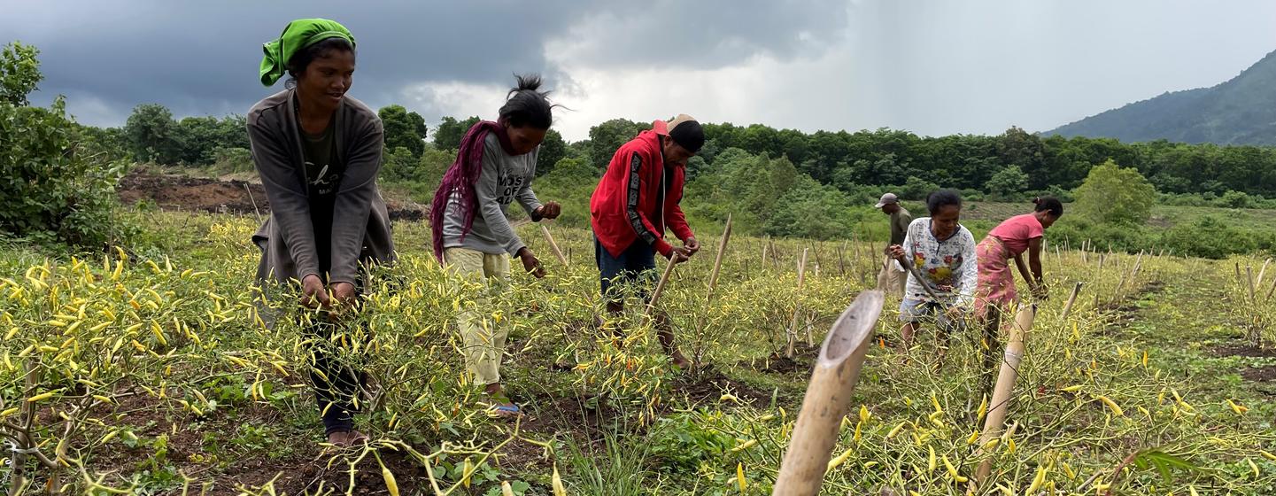 A new chilli plantation in Inegena, Eastern Indonesia, has helped increase the income of farmers by 50 per cent in the last growing season. 