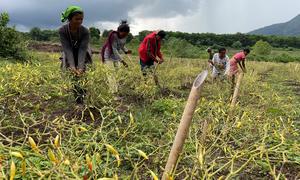 A new chilli plantation in Inegena, Eastern Indonesia, has helped increase the income of farmers by 50 per cent in the last growing season. 