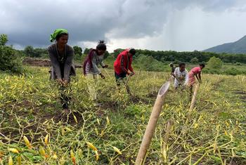 印度尼西亚东部的一个新辣椒种植园在上一个生长季节帮助当地农民收入增加了 50%。