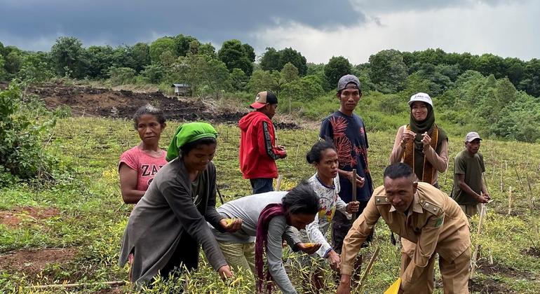 Wilfridus Ngala (front right), Mayor of Inegena village, helps his community harvest chilli.