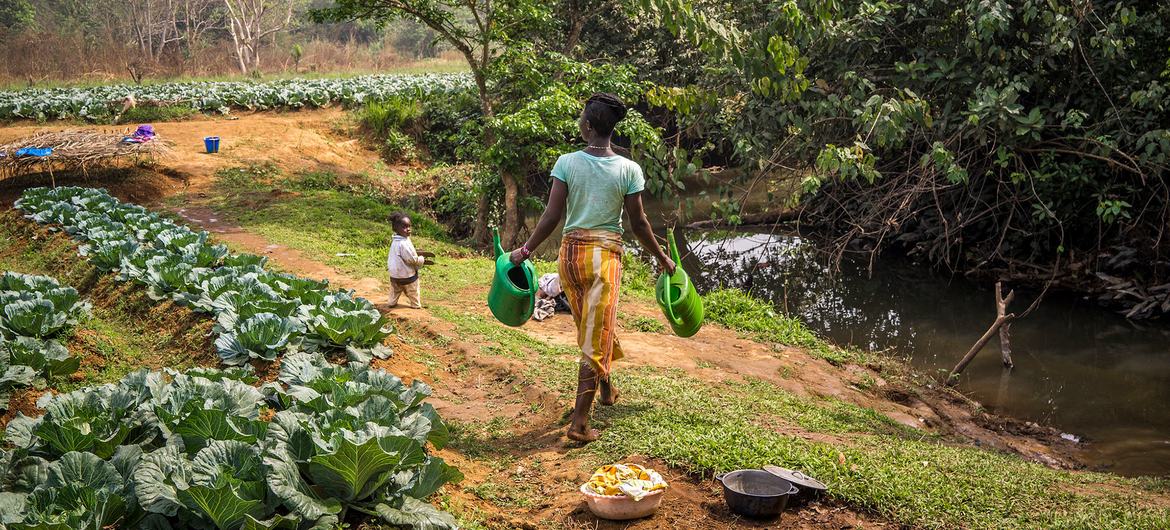 Una mujer atiende su huerta en Koinadugu, Sierra Leona.