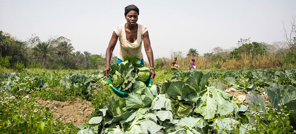 Kadınlar tarafından yönetilen bir sebze kooperatifinden bir çiftçi, Sierra Leone'de lahana yetiştiriyor.