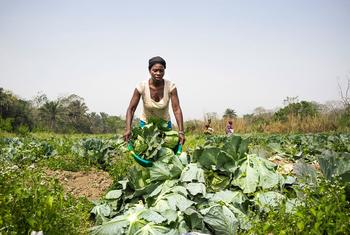 Une agricultrice d'une coopérative de légumes dirigée par des femmes cultive des choux en Sierra Leone.