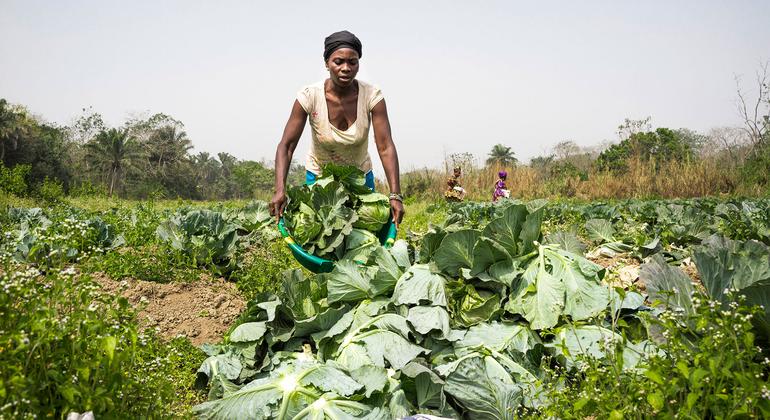 सिएरा लियोन में महिलाओं द्वारा संचालित एक सब्ज़ी सहकारिता केन्द्र में एक महिला किसान गोभी उगा रही है.