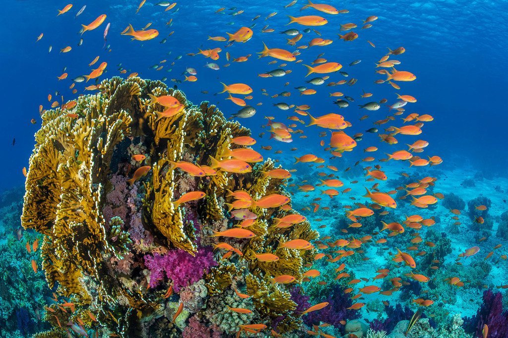 在埃及海岸外的红海，鱼儿在珊瑚礁周围游来游去。