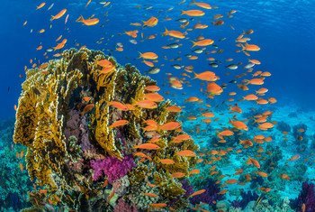 Unos peces nadan alrededor de un arrecife de coral en el Mar Rojo frente a la costa de Egipto.