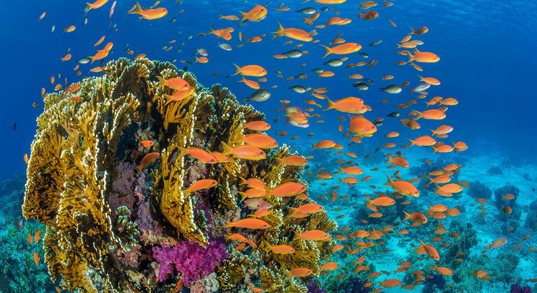 Peixes nadam ao redor de um recife de coral no Mar Vermelho, na costa do Egito.