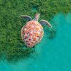 A turtle swims in the ocean in Martinique in the Caribbean.