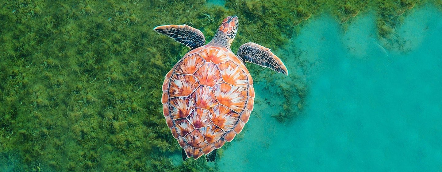 Une tortue nage dans l'océan en Martinique, dans les Caraïbes.