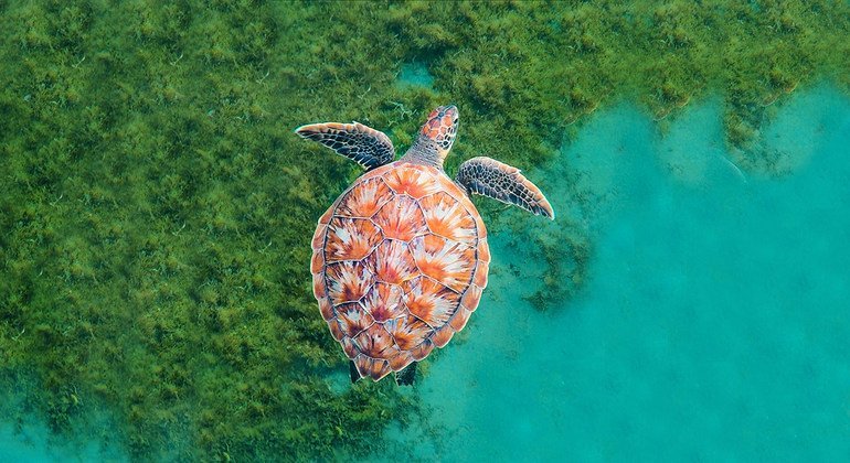 Una tortuga nada en el océano cerca de la isla caribeña de Martinica.