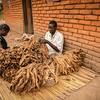 Agriculteurs transformant leur tabac pour le vendre au marché dans le village de Mzingo, au Malawi.