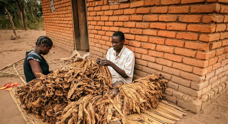 Agricultores processam seu tabaco para vendê-lo no mercado em Mzingo Village, Malawi.