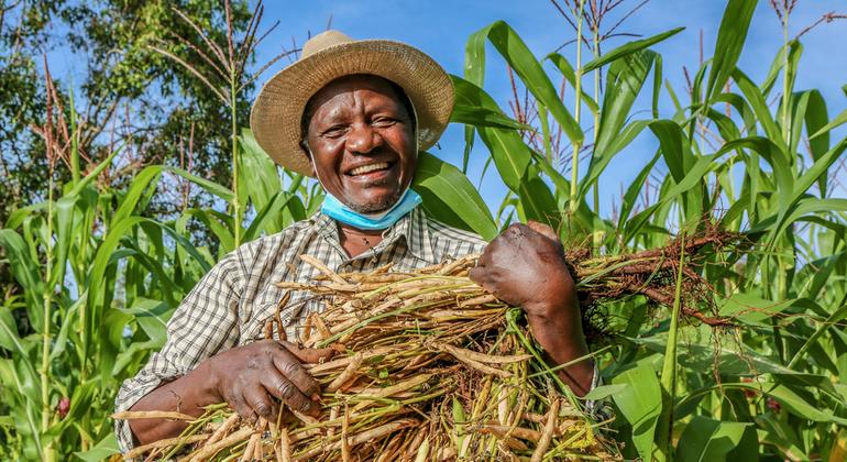 Seeds of change in Kenya as farmers lead way on tobacco-free farms