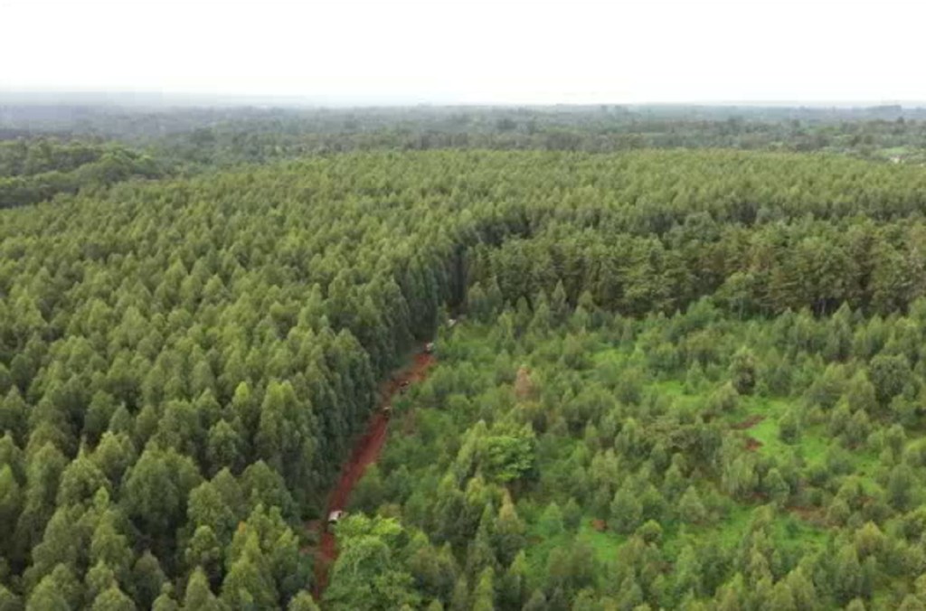 Vista aérea de un denso bosque en Njukiri, Kenia, con un sendero despejado visible en primer plano.