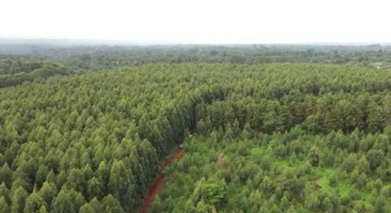 El bosque de Njukiri, en el condado de Embu, en Kenia, donde la población local está plantando árboles con la ayuda del FIDA, el gobierno de Kenia y España.