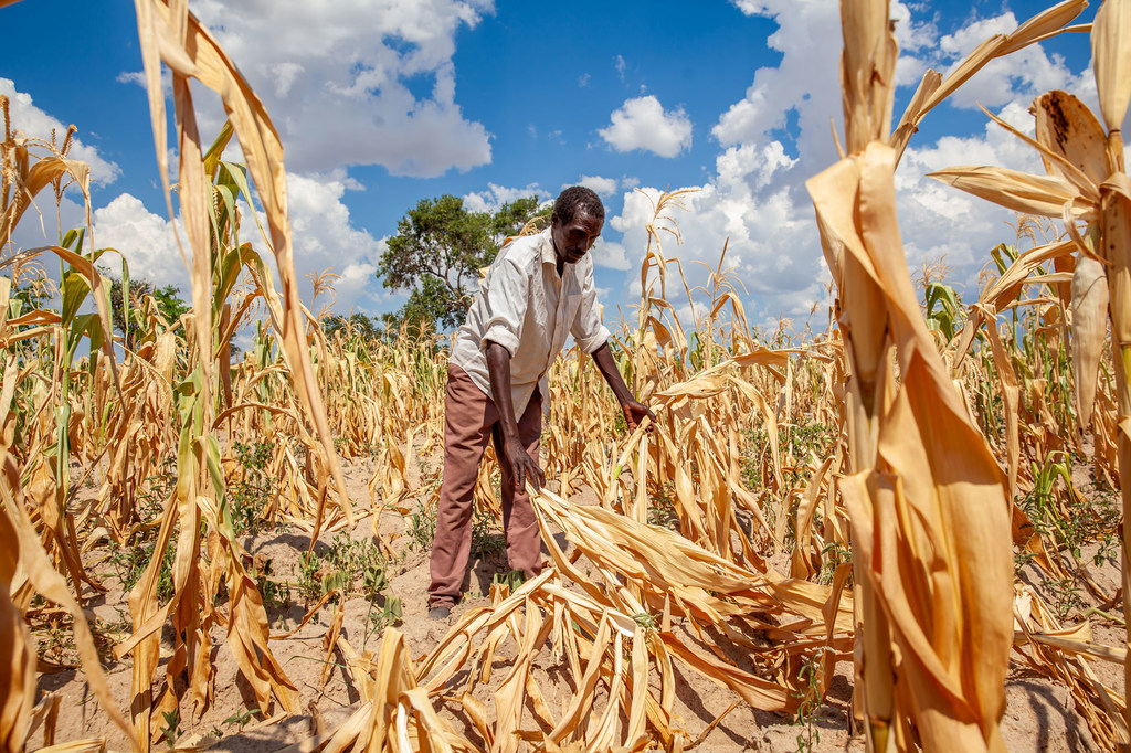 Un champ de maïs gâché par la sécheresse en Zambie, l'un des pays qui a déclaré une situation d'urgence alors qu'il est aux prises avec les effets d'El Niño.