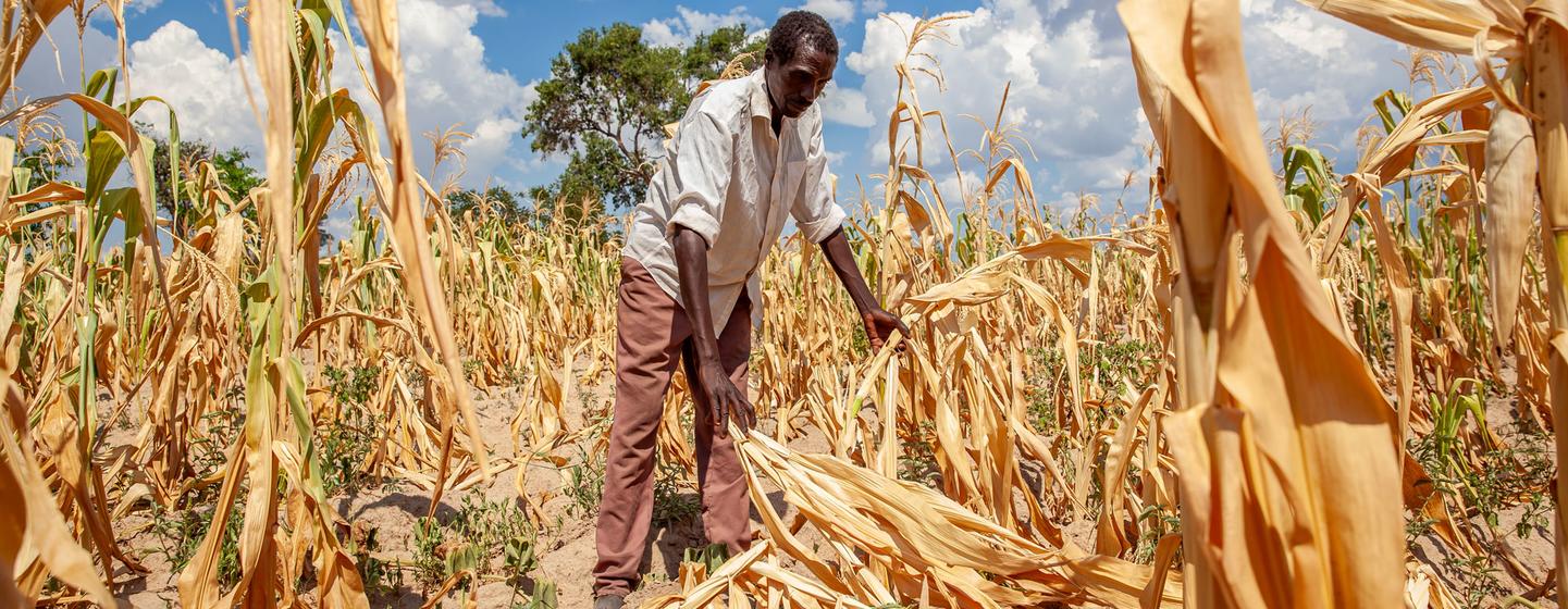 Um campo de milho estragado pela seca na Zâmbia, um dos países que declararam emergência ao enfrentar os efeitos do El Niño.