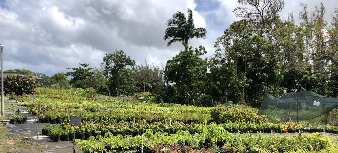 Ботанический сад в Барбадосе.