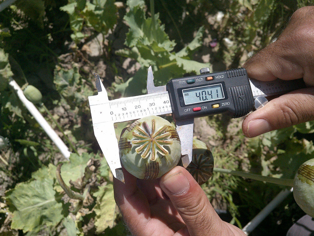 Verificación de datos en un cultivo de opio de Sukhrud, Afganistán.