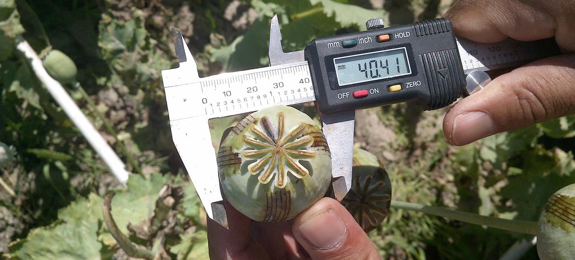 UNODC field surveyor verifying opium yield in Sukhrud, Afghanistan (file)